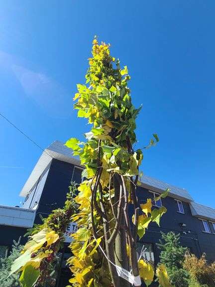 Greenspire Linden Tree