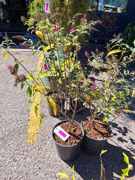 2) Miss Molly Butterfly Bush