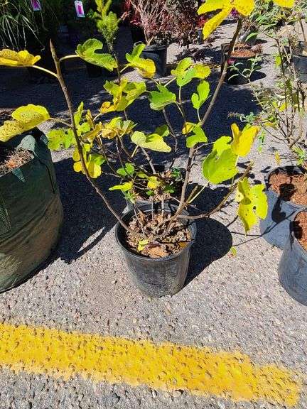 2) Fig Tree