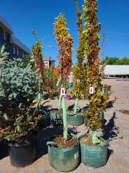 Crabapple,  Sugar Tyme Tree