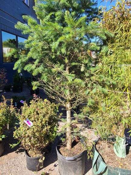 Pine Tree