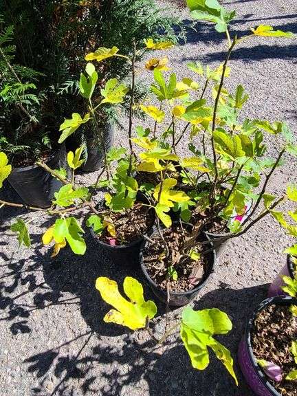 4) Fig Trees