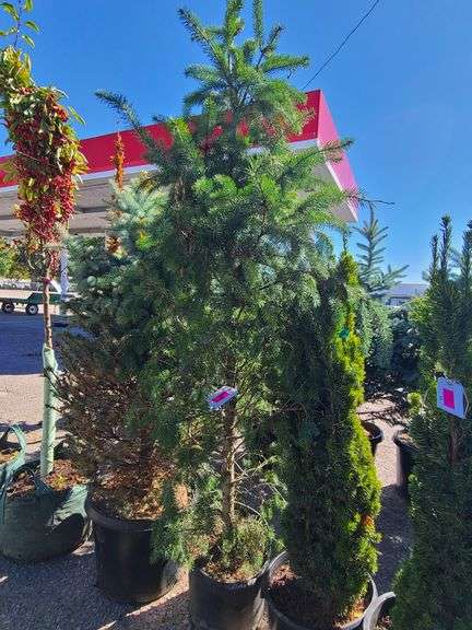 Pine Tree