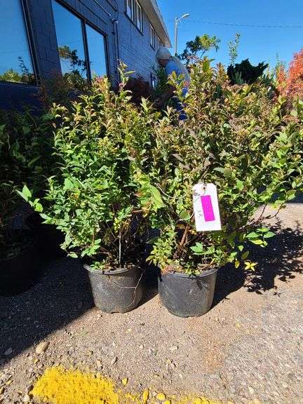 2) Anthony Waterer Spirea