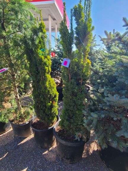 2) Narrow Evergreen