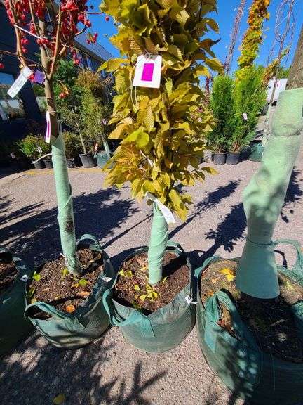 Frans Fontaine Hornbeam