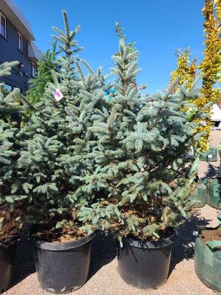 2) Baby Blue Pine Trees