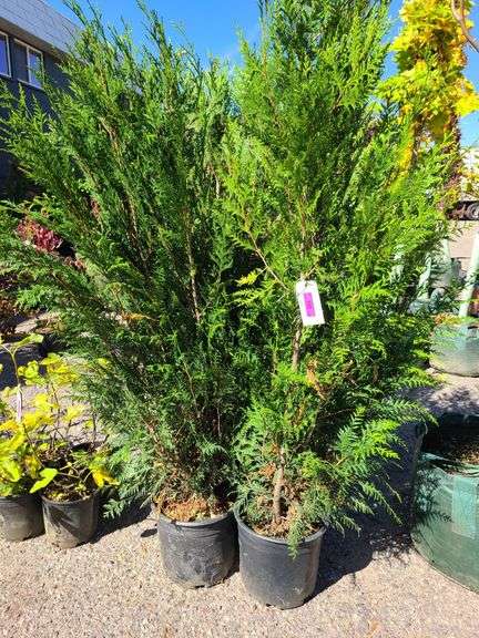 4) Leyland Cypress