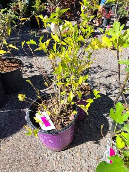 2) Hibiscus