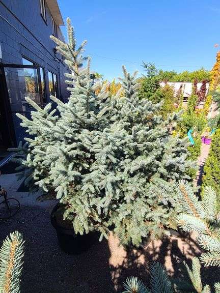 2) Baby Blue Pine