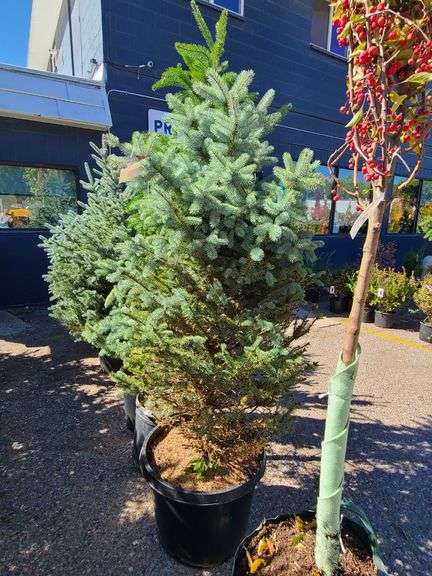 Baby Blue Pine