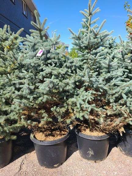 2) Baby Blue Pine Trees