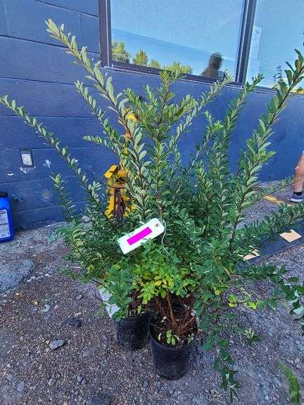 3) Snowmound Spiraea