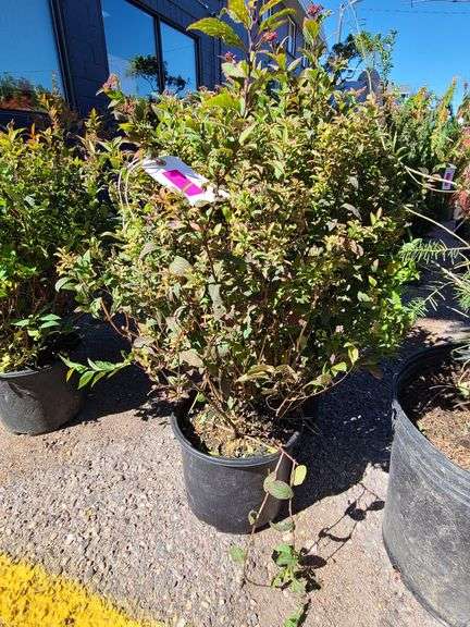 2) Anthony Waterer Spirea