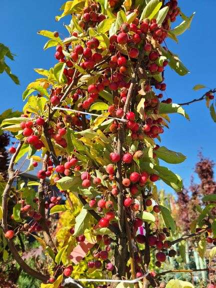 Crabapple, Sugar Tyme