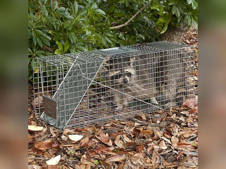 Havahart 1079SR Large 1-Door Humane Catch and Release Live Animal Trap for Raccoons, Cats, Bobcats, Beavers, Small Dogs, Groundhogs, Opossums, Foxes, Armadillos, and Similar-Sized Animals 66.99