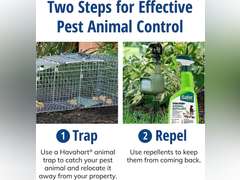 Havahart 1079SR Large 1-Door Humane Catch and Release Live Animal Trap for Raccoons, Cats, Bobcats, Beavers, Small Dogs, Groundhogs, Opossums, Foxes, Armadillos, and Similar-Sized Animals 66.99