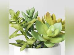 Artificial Succulents Plant in Pot - Threshold : Faux Floral Decor, Ceramic Base, Indoor Tabletop Display 15