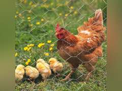 Galvanized Hexagonal Poultry Netting Chicken Wire 48" x150' x 2" Mesh 20GA 79
