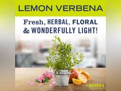 MRS. MEYER'S CLEAN DAY All-Purpose Cleaner Spray, Cruelty Free Formula, Lemon Verbena, 16 fl. Oz - Pack of 3 15