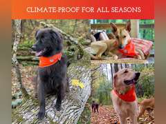 SPOT THE DOG! Reflective Bandana Bib Safety Apparel for All Dogs - Easy Fastening Closure, High Visibility Fluorescent Orange M-L 20