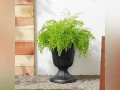 Arcadia Garden Products PL10BK Classic Traditional Plastic Urn Planter, 15" x 13", Black (2Pack) 69