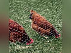 YARDGARD 308495B 2 Inch Hexagonal Mesh, 36 Inch by 150 Foot 20 Gauge Galvanized Poultry (Chicken) Netting Fence 38