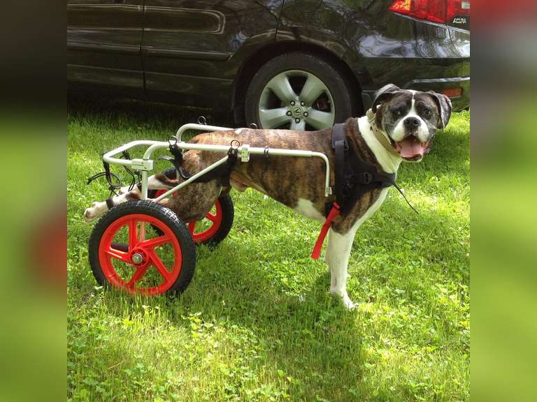 Dog Wheelchair 257