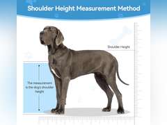 Dog Breeding Stand, Stainless Steel Breeding Stand for Dogs, Shoulder Height 15.7 IN-23.6 IN,Pet Fixed Bracket for Medium to Large Dogs,Adjustable Height and Length,Strong Grooming Breeding Stand M 149