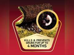 Scotts GrubEx1 Season Long Grub Killer - Kills and Prevents for Up to 4 Months, Treats 10,000 sq. Ft. (2-Pack) 79