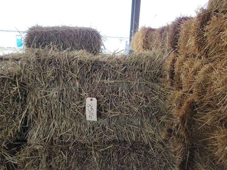 25 1st Timothy Orchard Grass