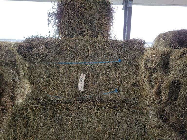 21 3rd Alfalfa Timothy Orchard Grass