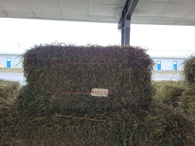 20 2nd Orchard Alfalfa