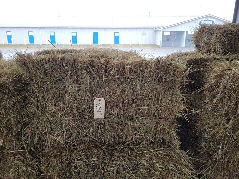 30 1st Timothy Orchard Grass