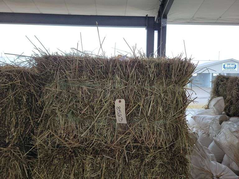 30 1st Timothy Orchard Grass