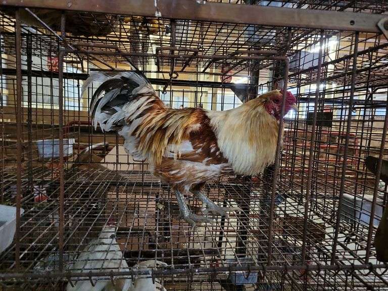 Ameraucana x Isa Brown Rooster - 1 Yr Old