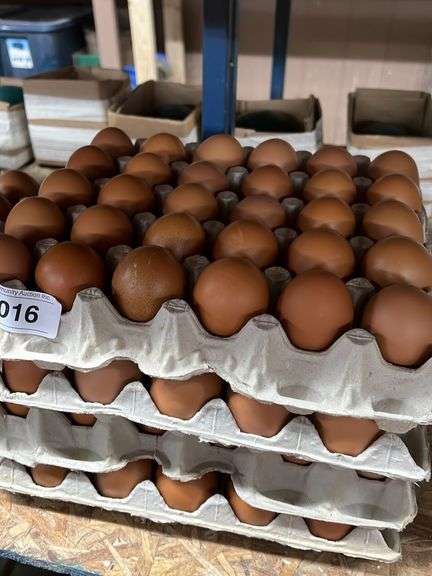 10 Doz XLG Brown Eating Eggs