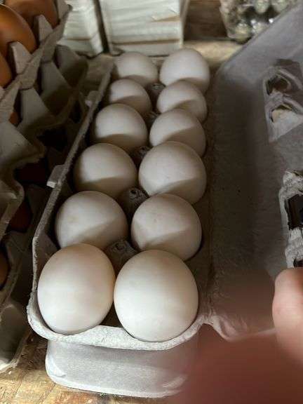 2 Doz Duck Eating Eggs