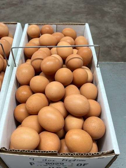 9 Doz MED Brown Eating Eggs