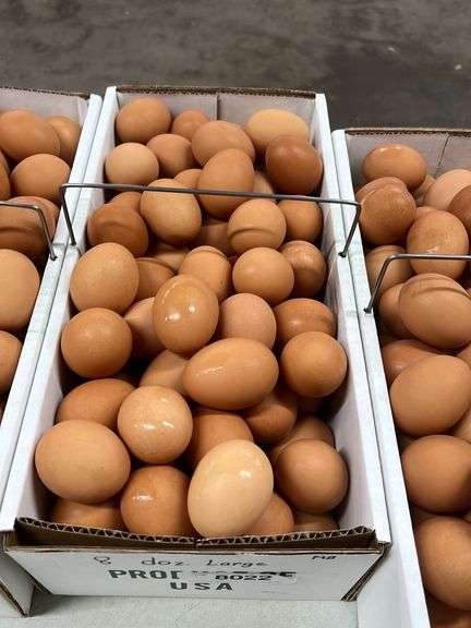 8 Doz LG Brown Eating Eggs