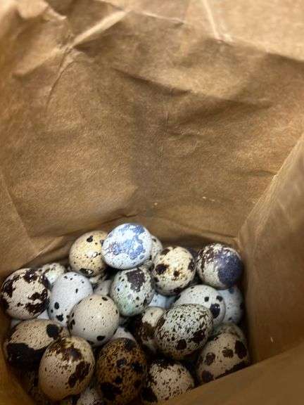 4+ Doz Coturnix Quail Eating Eggs