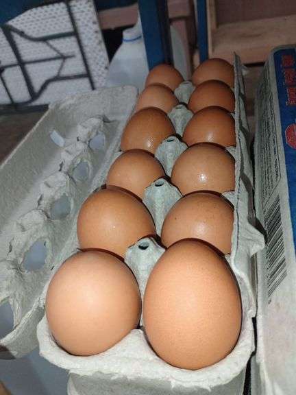 4 Doz Large Brown Eating Eggs