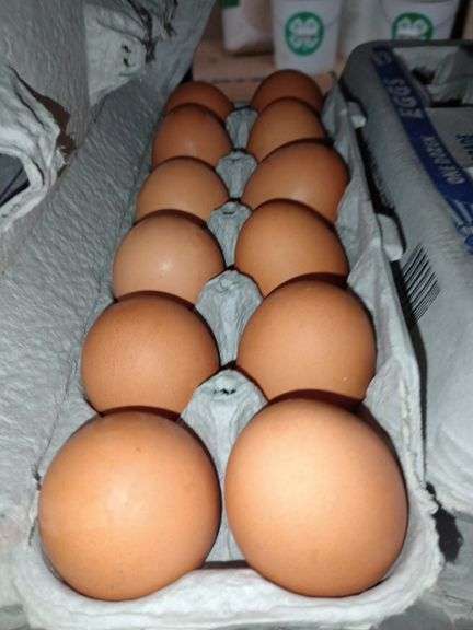 4 Doz Large Brown Eating Eggs