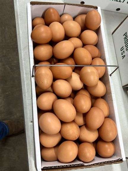 8 Doz LG Brown Eating Eggs