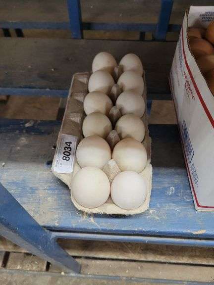 1 Doz Duck Eating Eggs