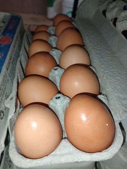 4 Doz Large Brown Eating Eggs