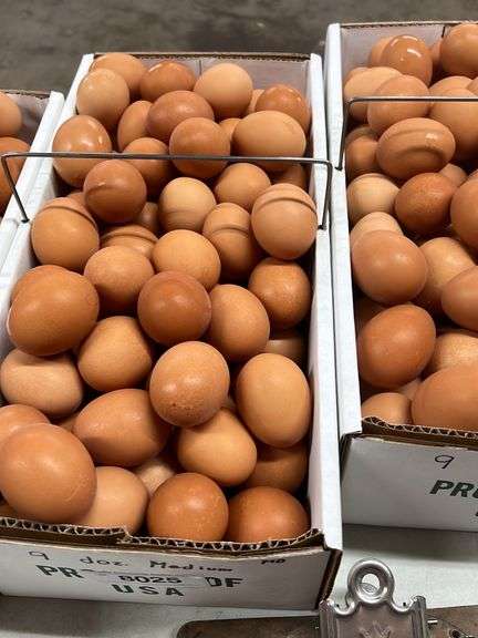 9 Doz MED Brown Eating Eggs