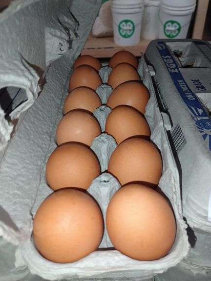 4 Doz Large Brown Eating Eggs