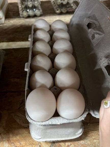 2 Doz Duck Eating Eggs