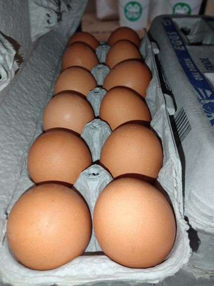 4 Doz Large Brown Eating Eggs